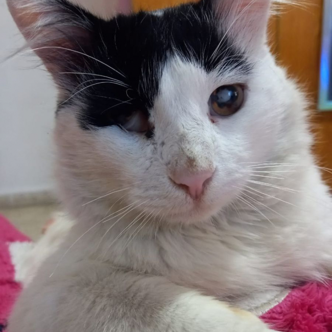 Photo de Merlin