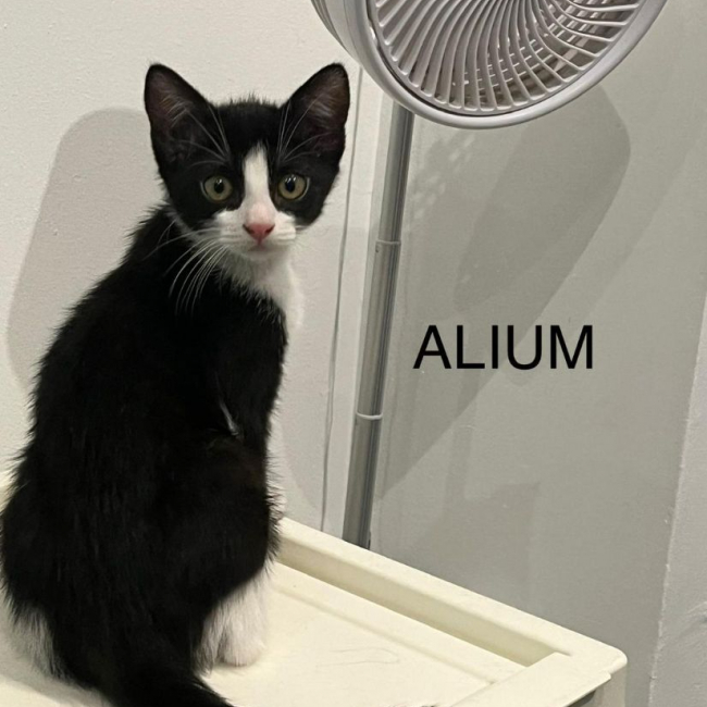 Photo de ALIUM
