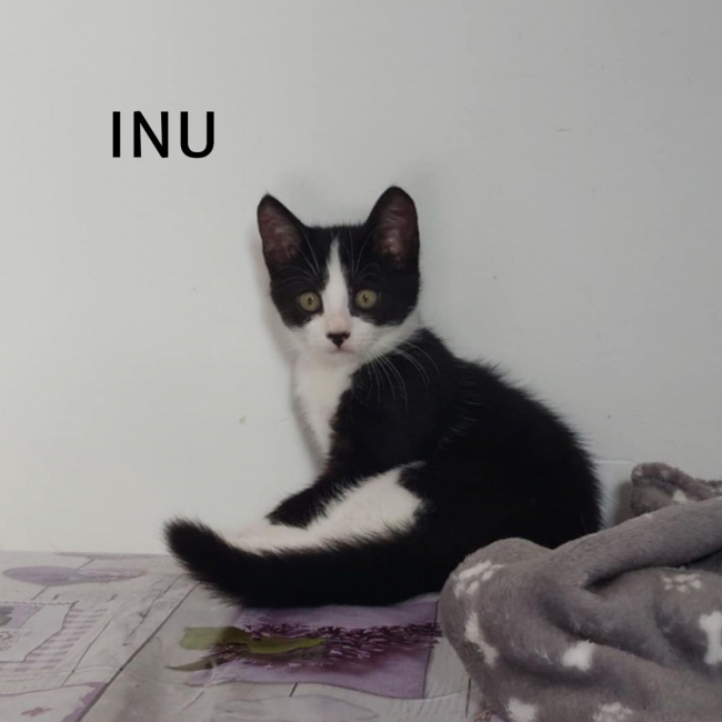 Photo de INU