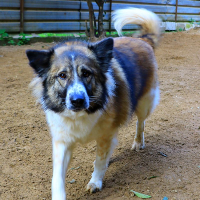 Photo de Ginger