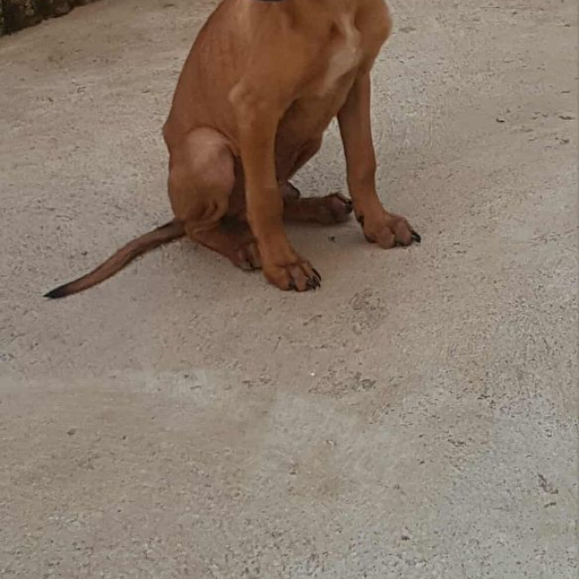 Photo de MOWGLI