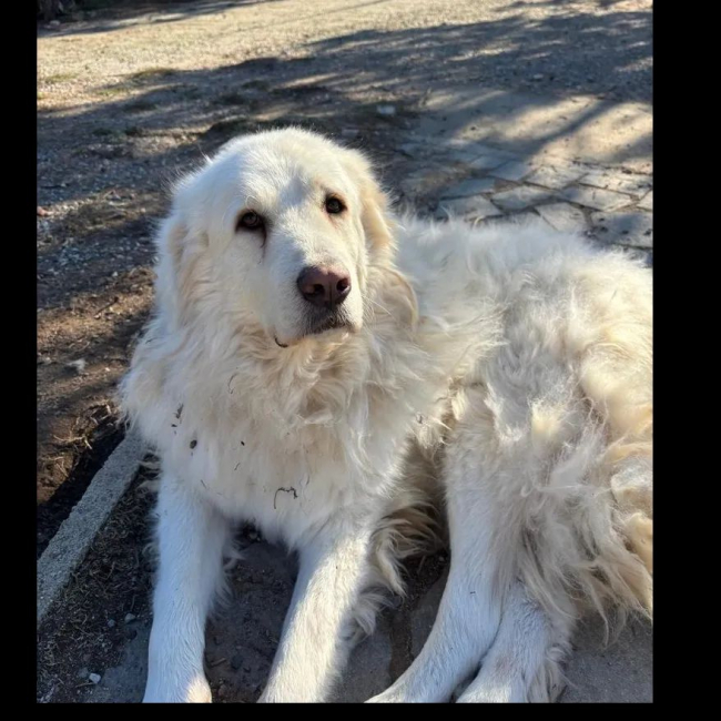 Photo de mister white