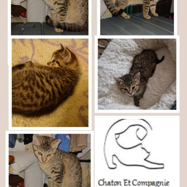 Photo de ARISTOTE
