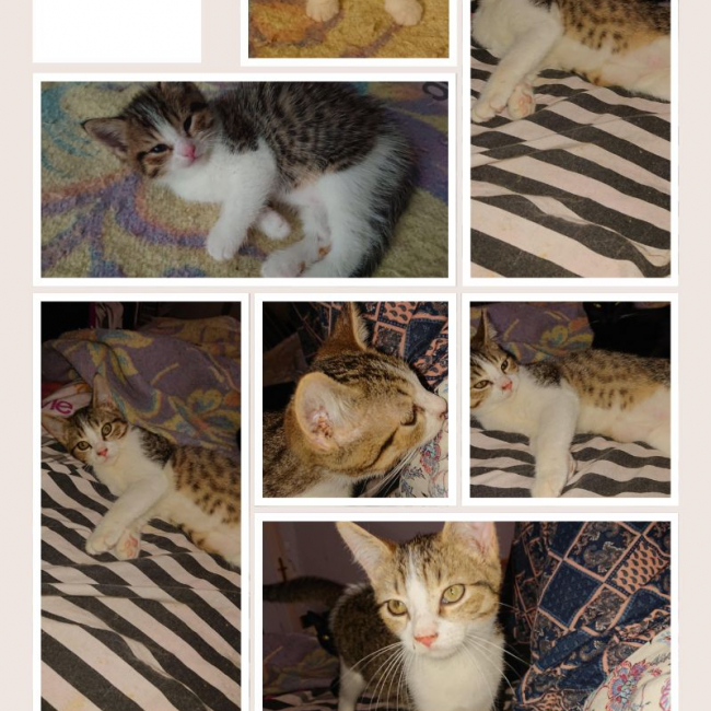 Photo de ANUBIS