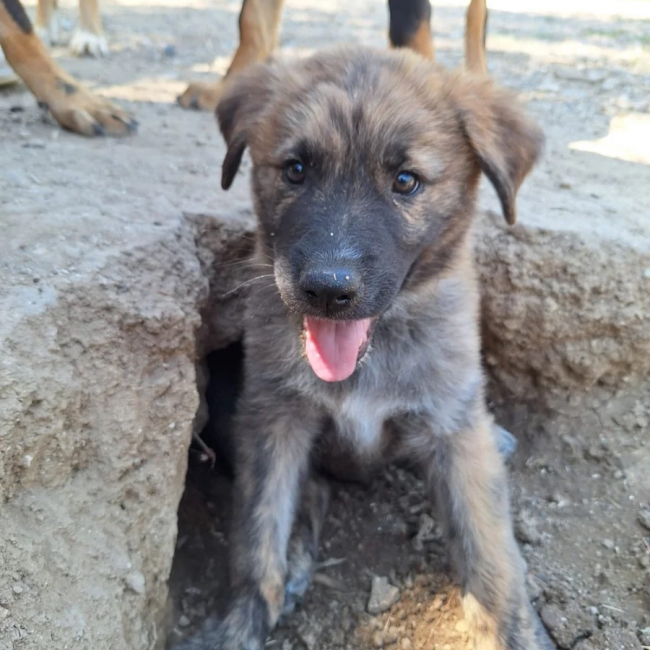 Photo de Odin