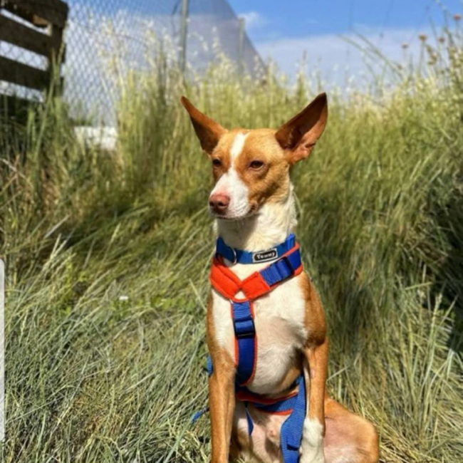 Photo de BAMBÚ 