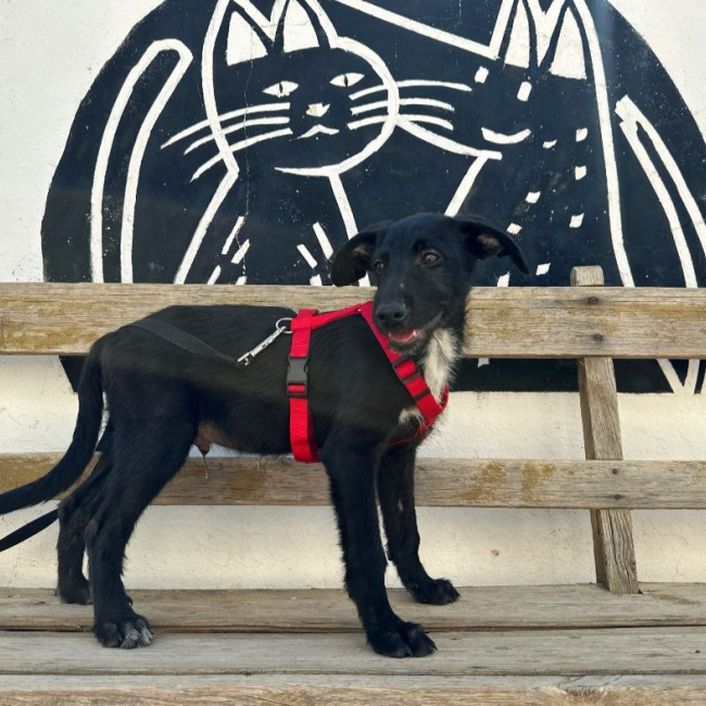 Photo de PRINCE EDWARD