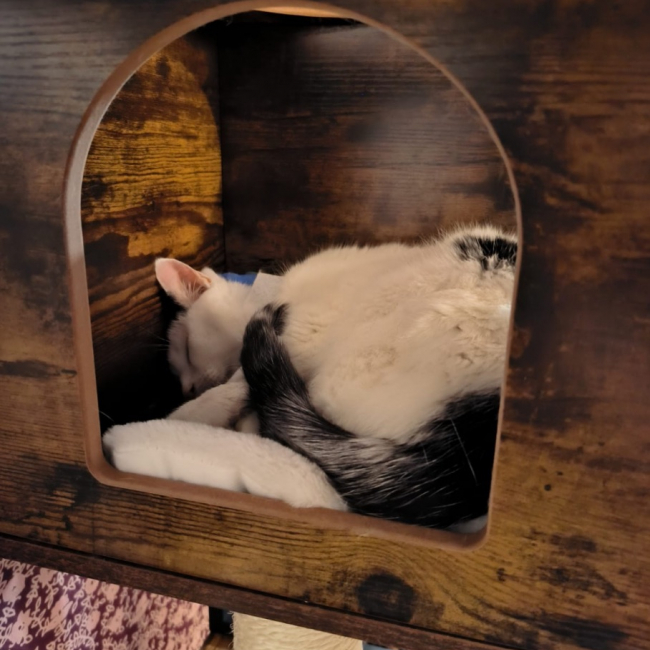 Photo de milo