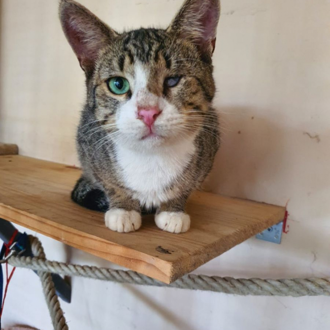 Photo de oeil de lynx