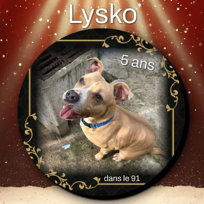 Photo de Lysko