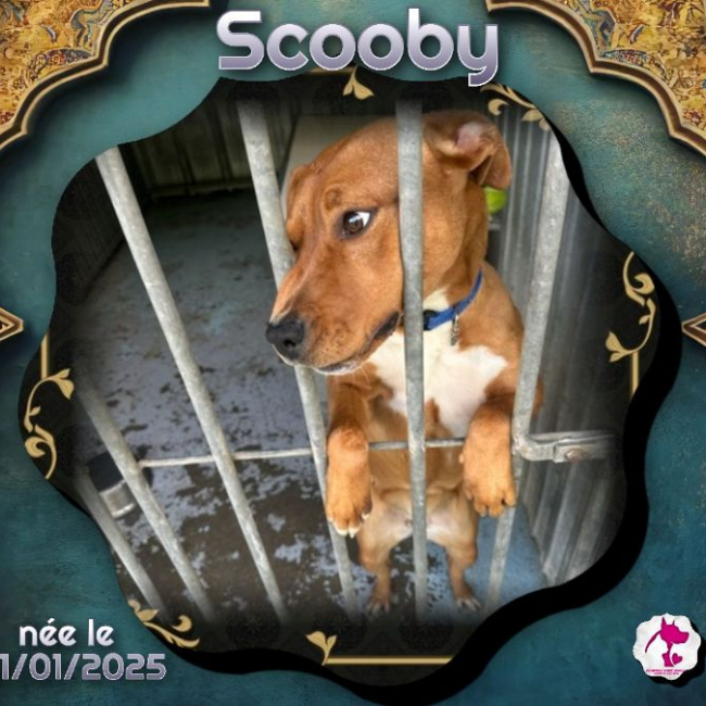 Photo de Scooby