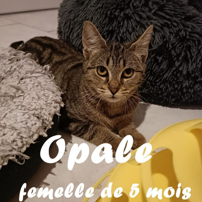 Photo de Opale