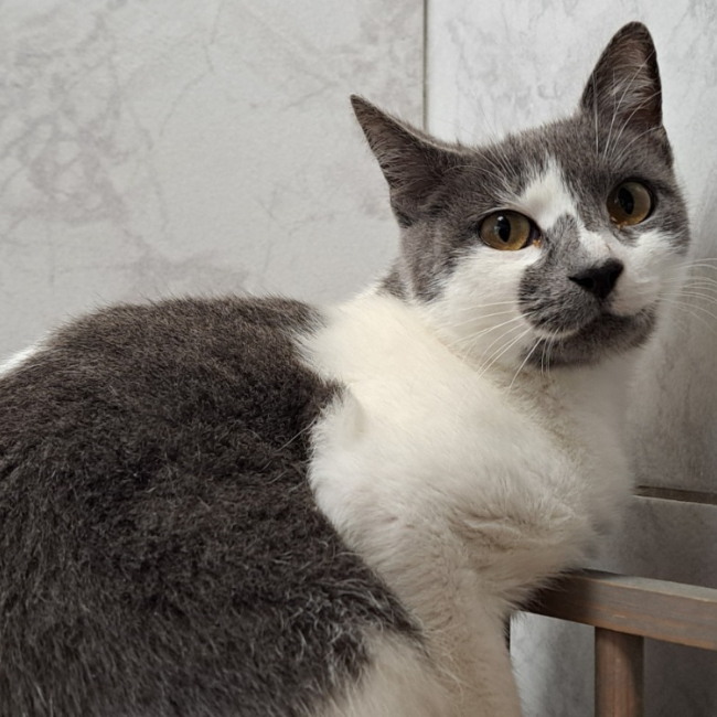 Photo de Chat ouille