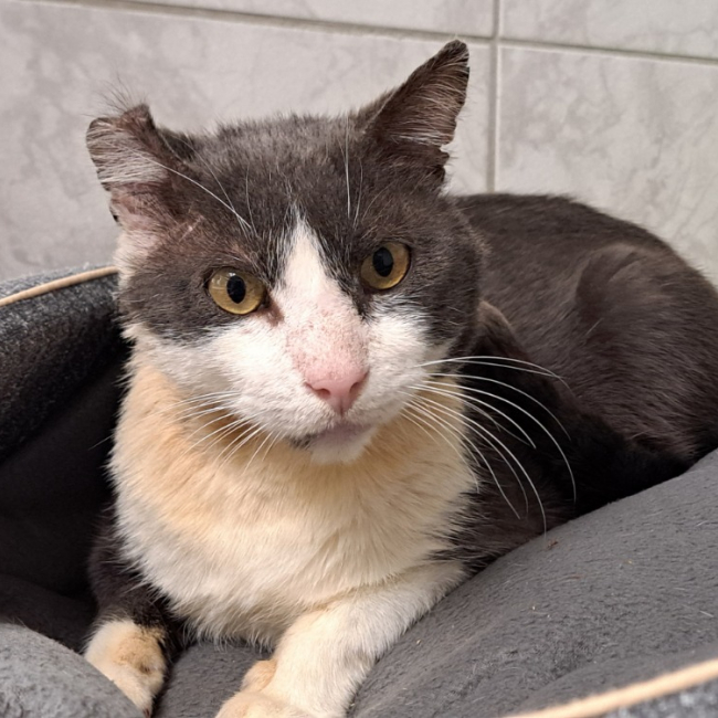 Photo de Chat va bien