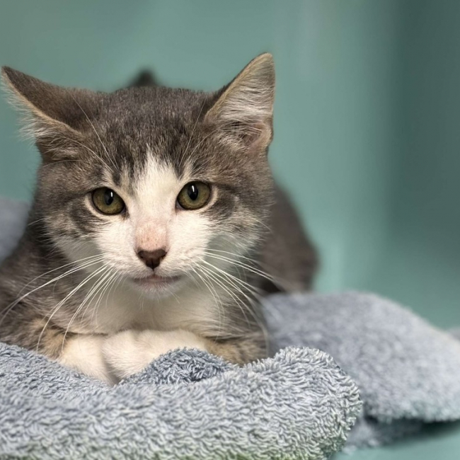 Photo de Pat'blanche