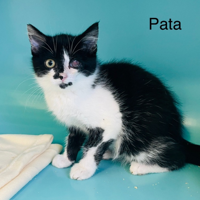 Photo de Pata