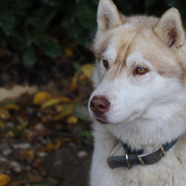 Photo de Utah dit p'tit lou