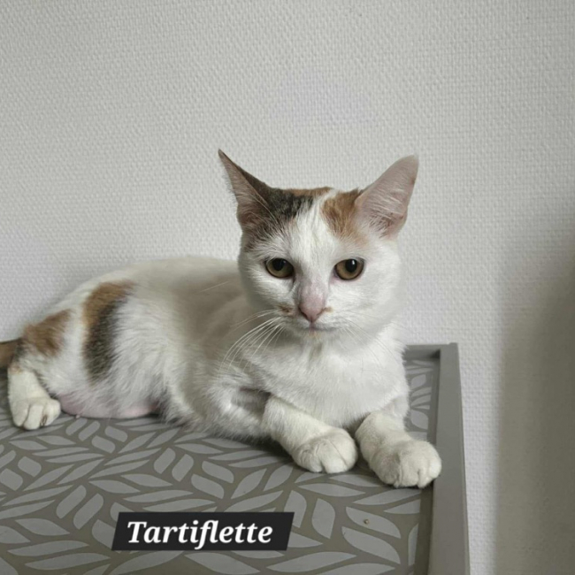 Photo de Tartiflette