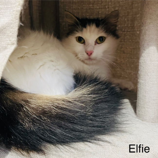 Photo de Elfie