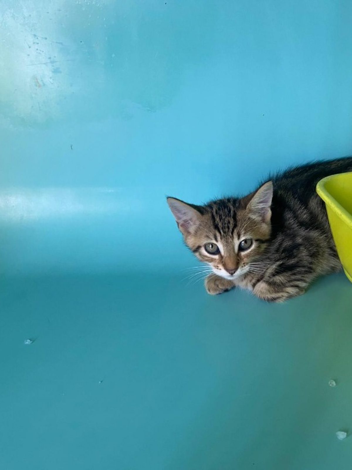 Bolt Action – Animaux De La Farmyard : Vaches, Moutons, Cochons, Poules, Chiens & Plus – Figurines 28 Mm Pour Wargame & Dioramas