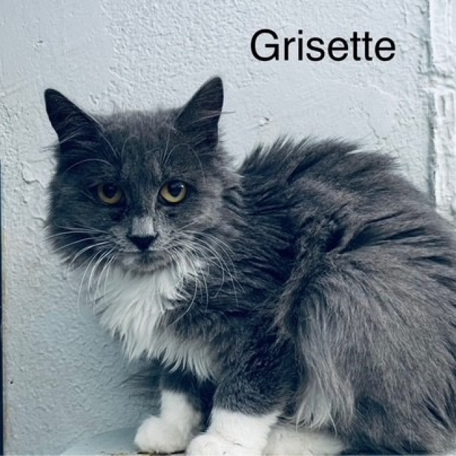 Photo de Grisette