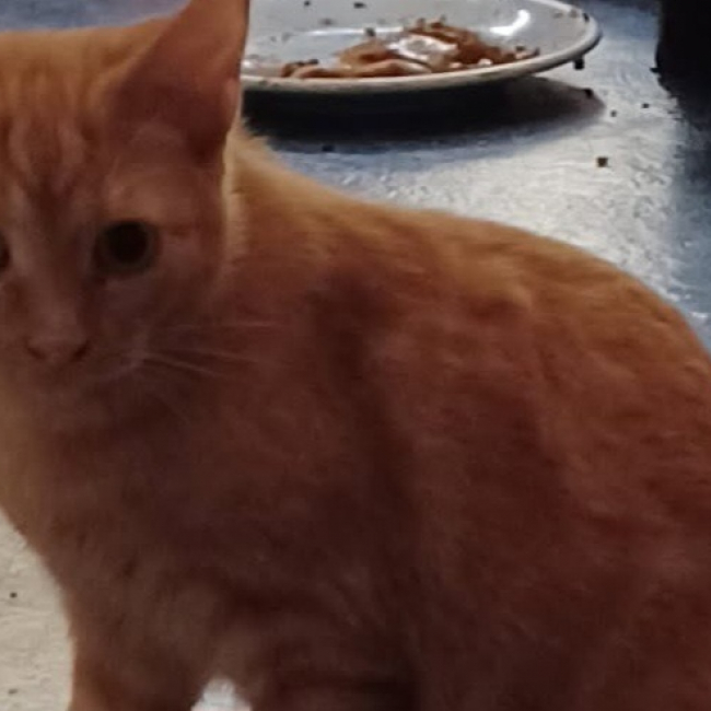 Photo de Noe dit rouquin