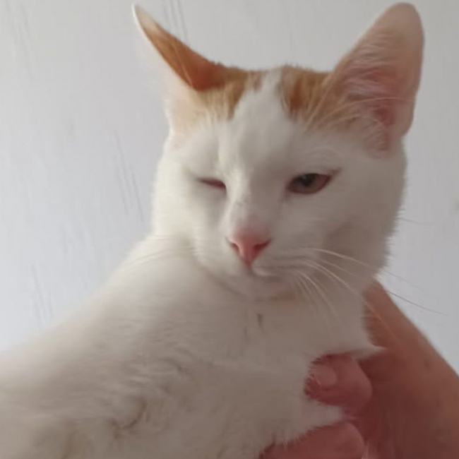 Photo de Cajou dit crapule