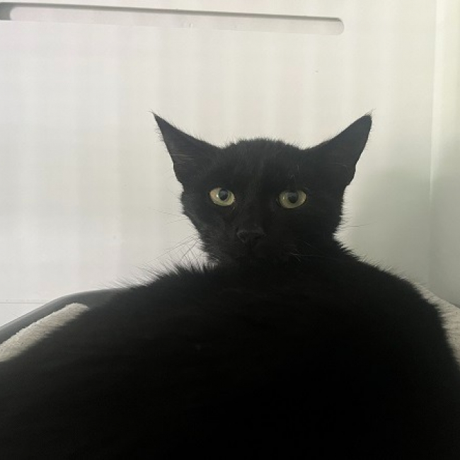 Photo de Choup choup