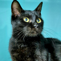 Photo de Phoebe - reservee