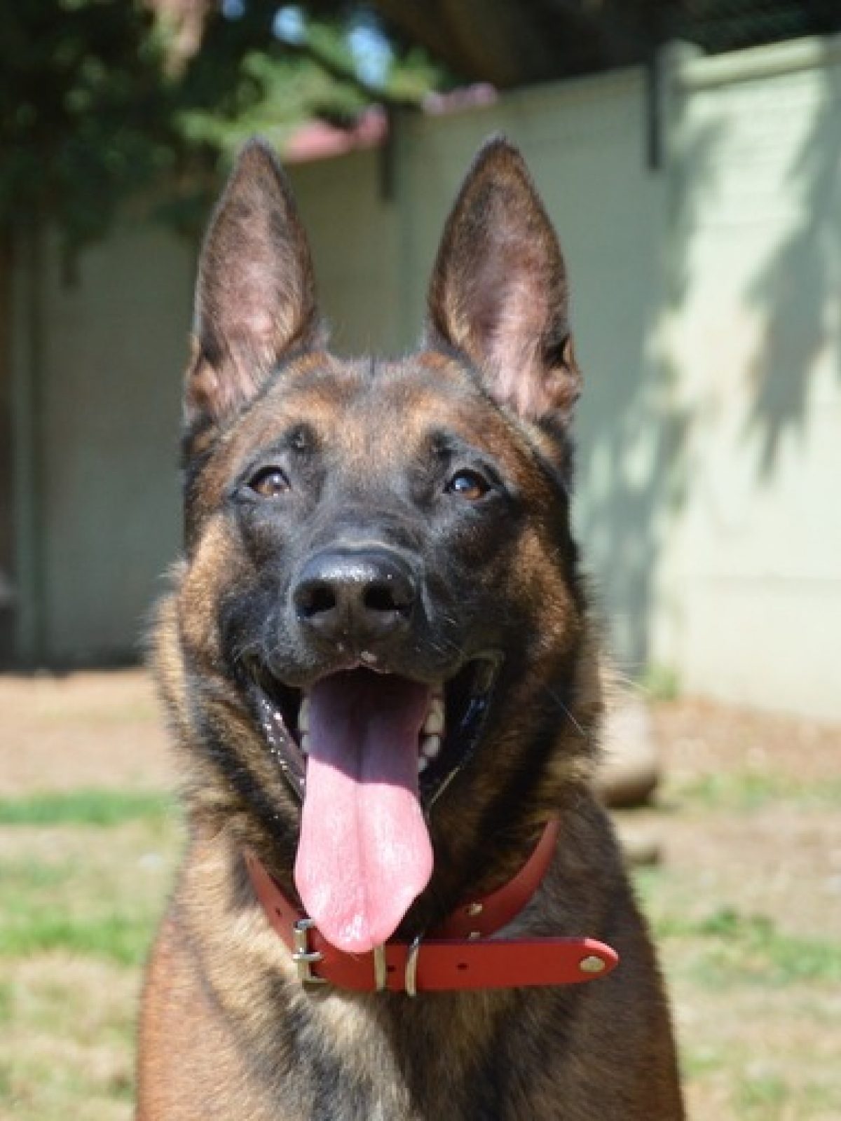 Shadow - Berger Belge Malinois à adopter à Chamarande (91) - Animaux.fr