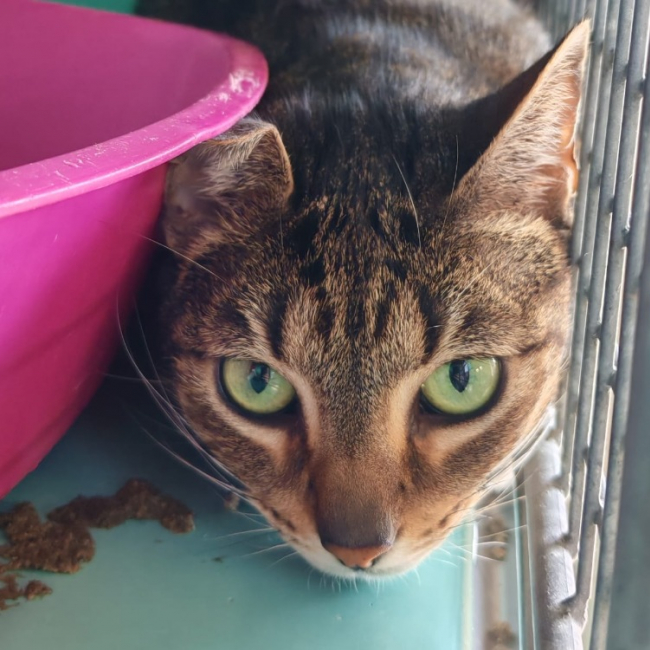 Photo de Midnight panthere dit mimi