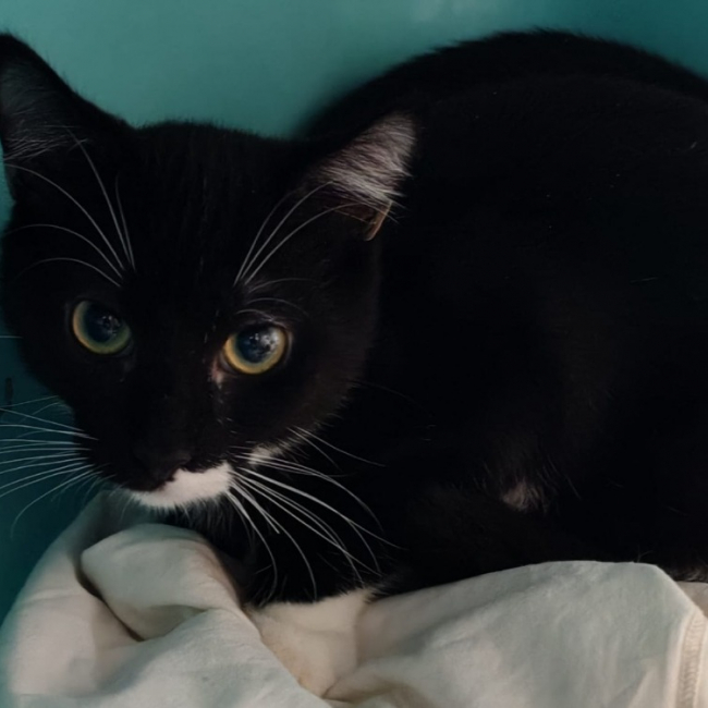 Photo de Poudracheminette