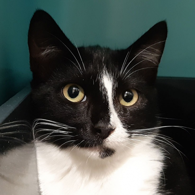 Photo de Chataignier