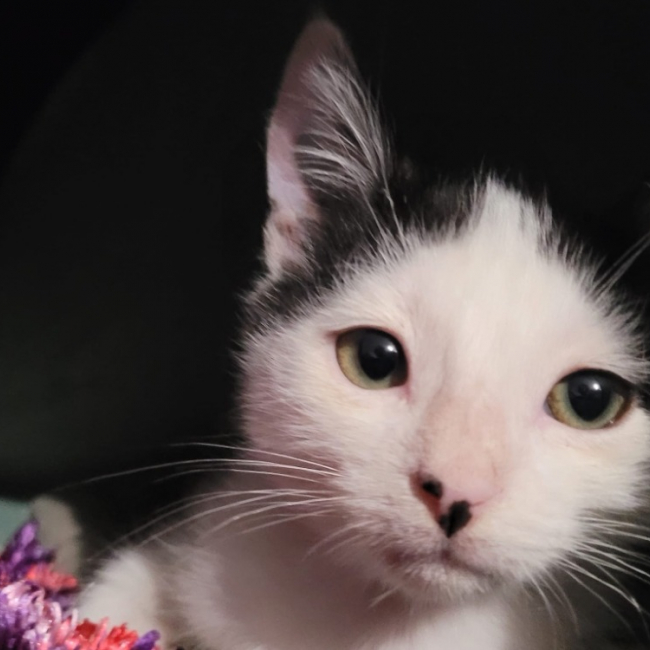 Photo de Cantate dit star