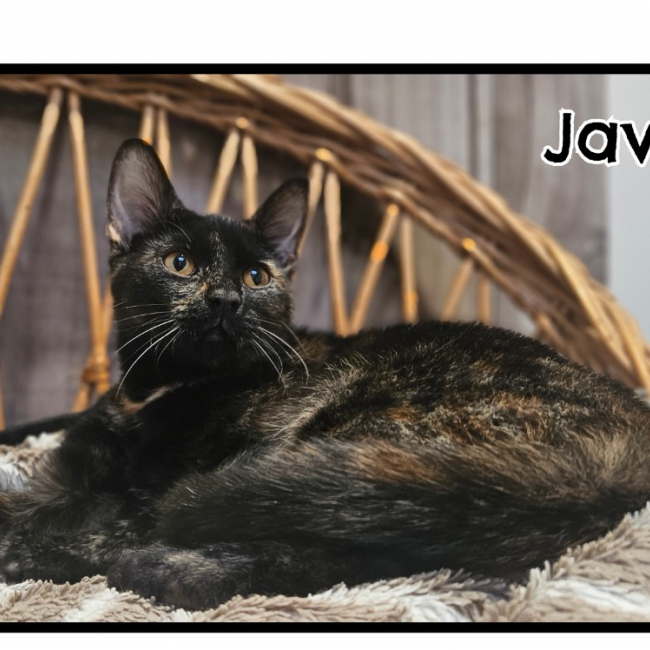 Photo de Java