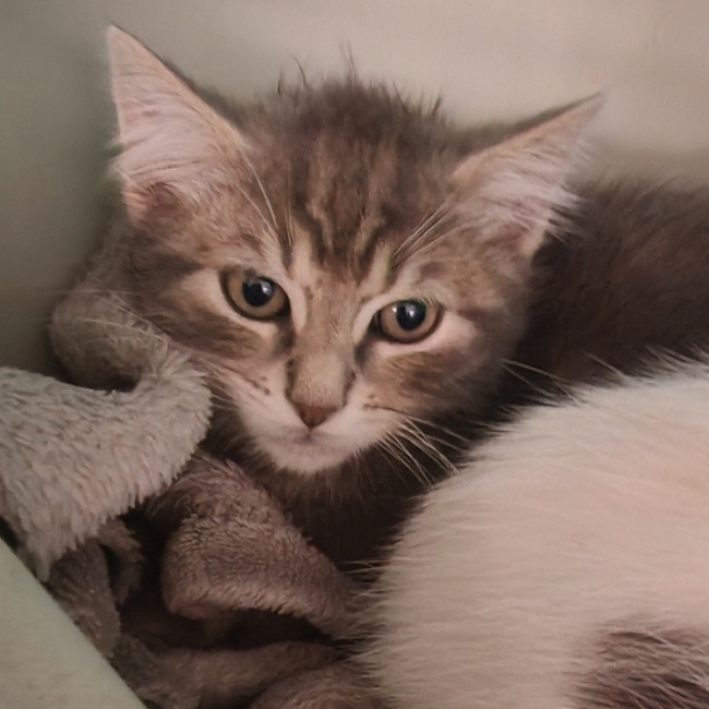 Photo de Fauve de nuit