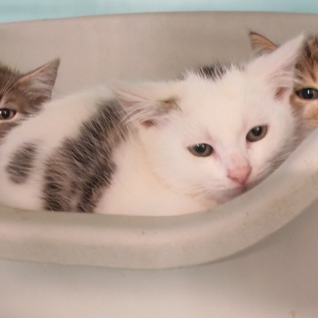 Photo de Maximo roro