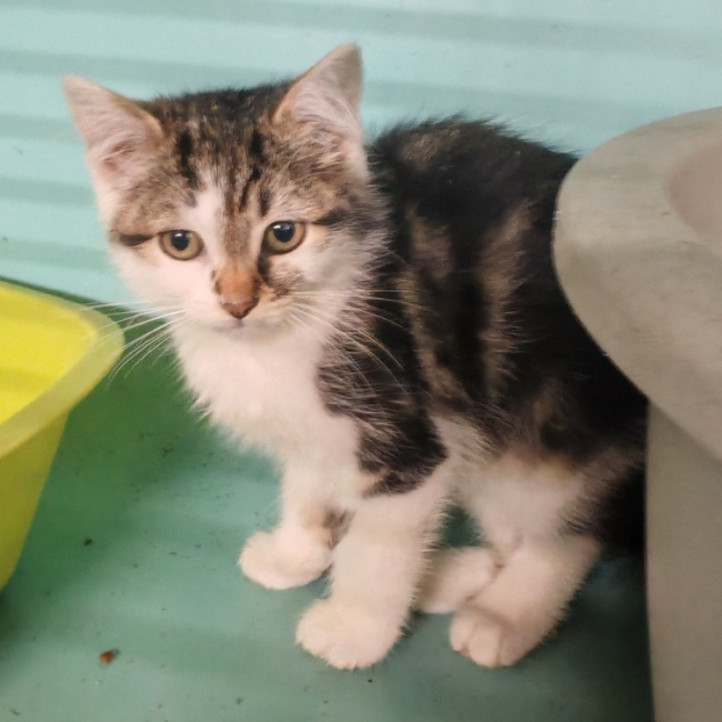 Photo de Carmen fuego