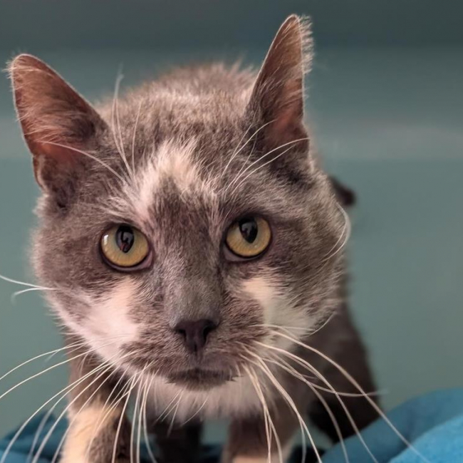 Photo de Marshmallow