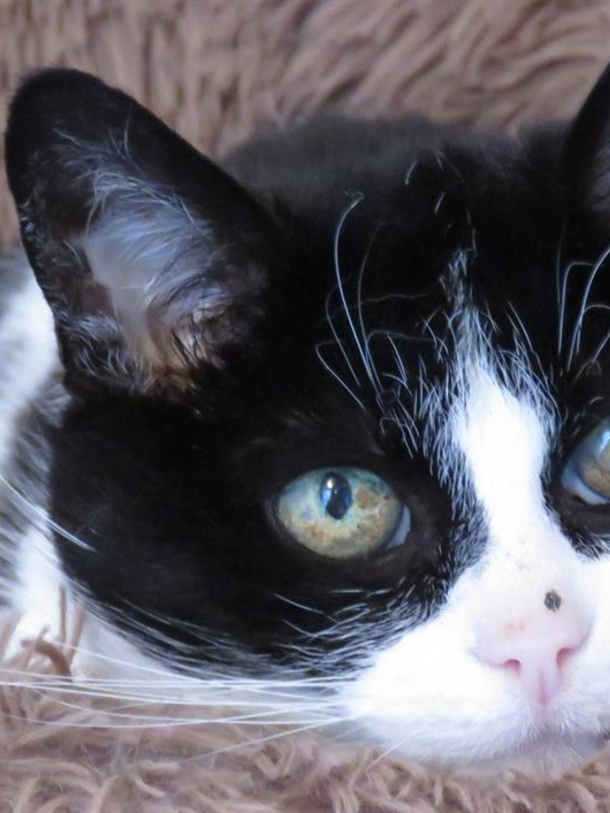 Crapette - Européen à adopter à Chilleurs-aux-Bois (45) - Animaux.fr
