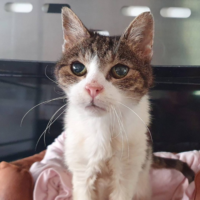 Photo de Gaufrette cha