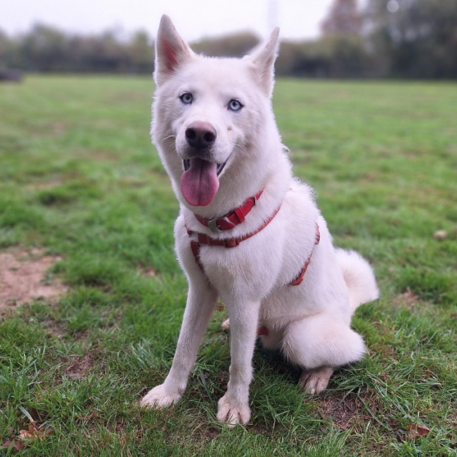 Photo de Pongo storm