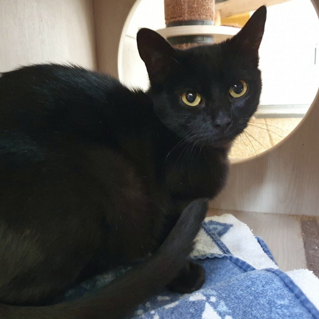 Photo de Scarlett cha