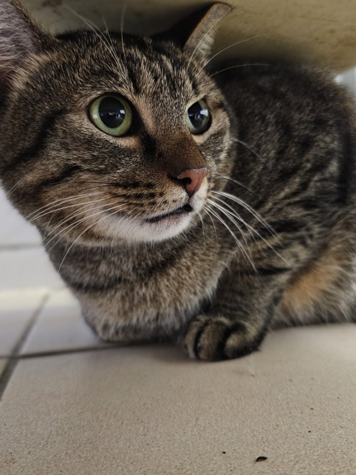 moisey-europ-en-adopter-arry-57-animaux-fr