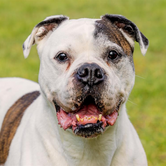 Photo de RamsÈs oaa