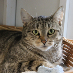 Photo de Café crème