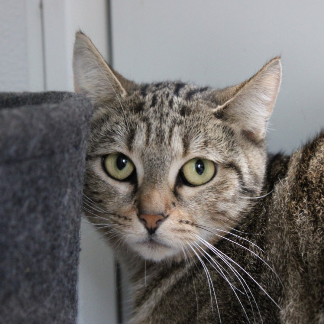 Photo de Café crème