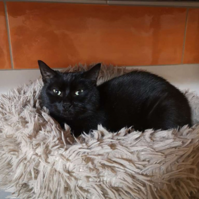 Photo de Réservé neko