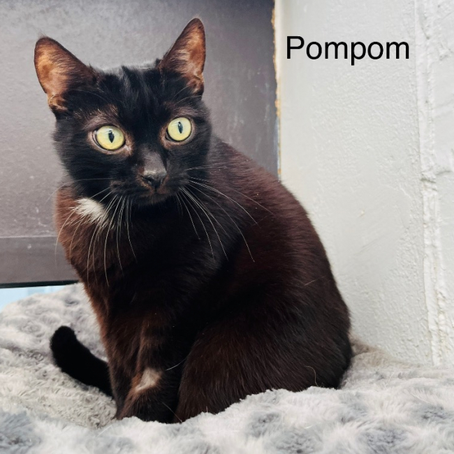 Photo de Pompom