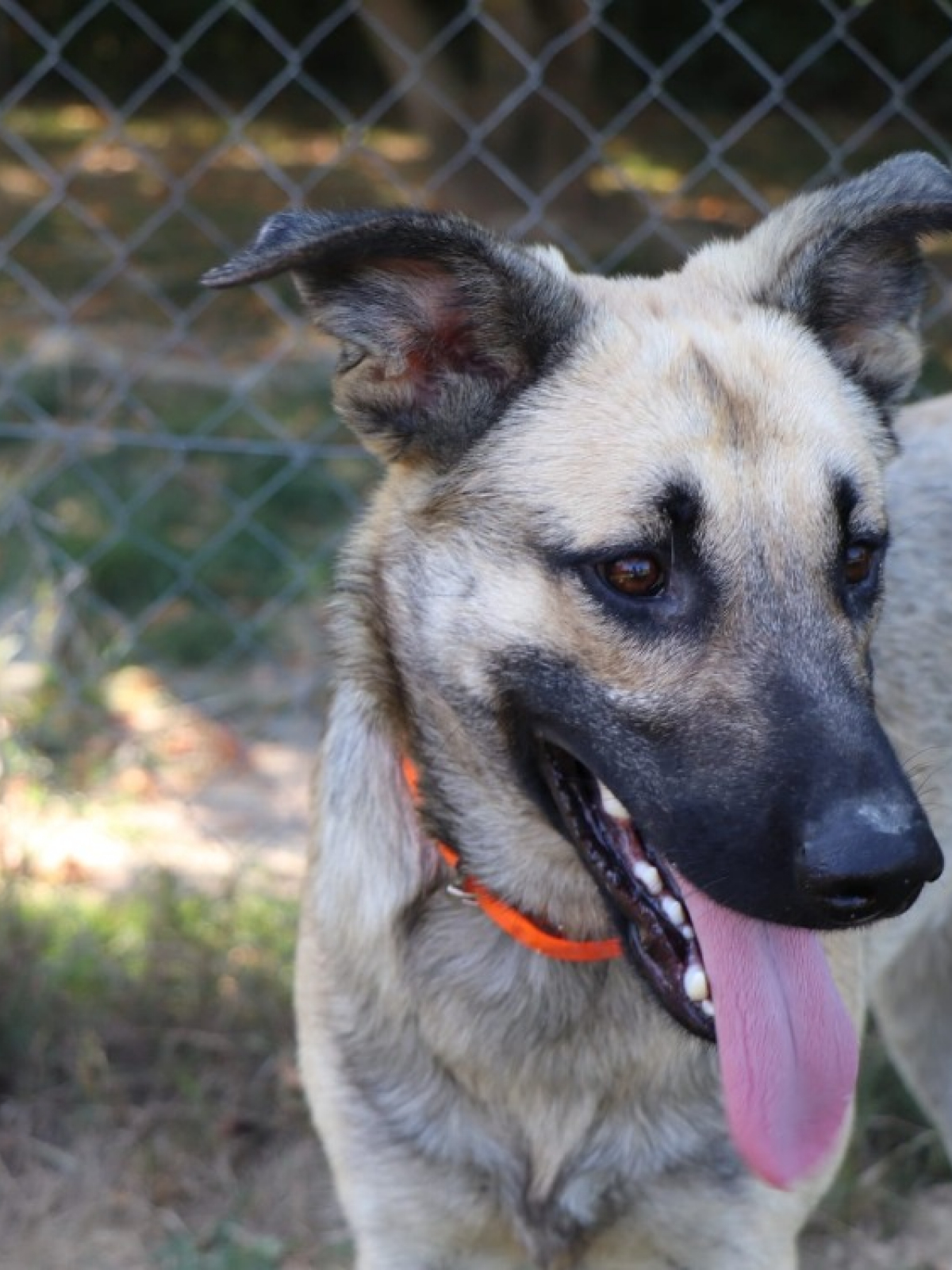 Sitemapcdatahttpsshopinf Inetcomspa Bourg En Bresse Chien A Adopter